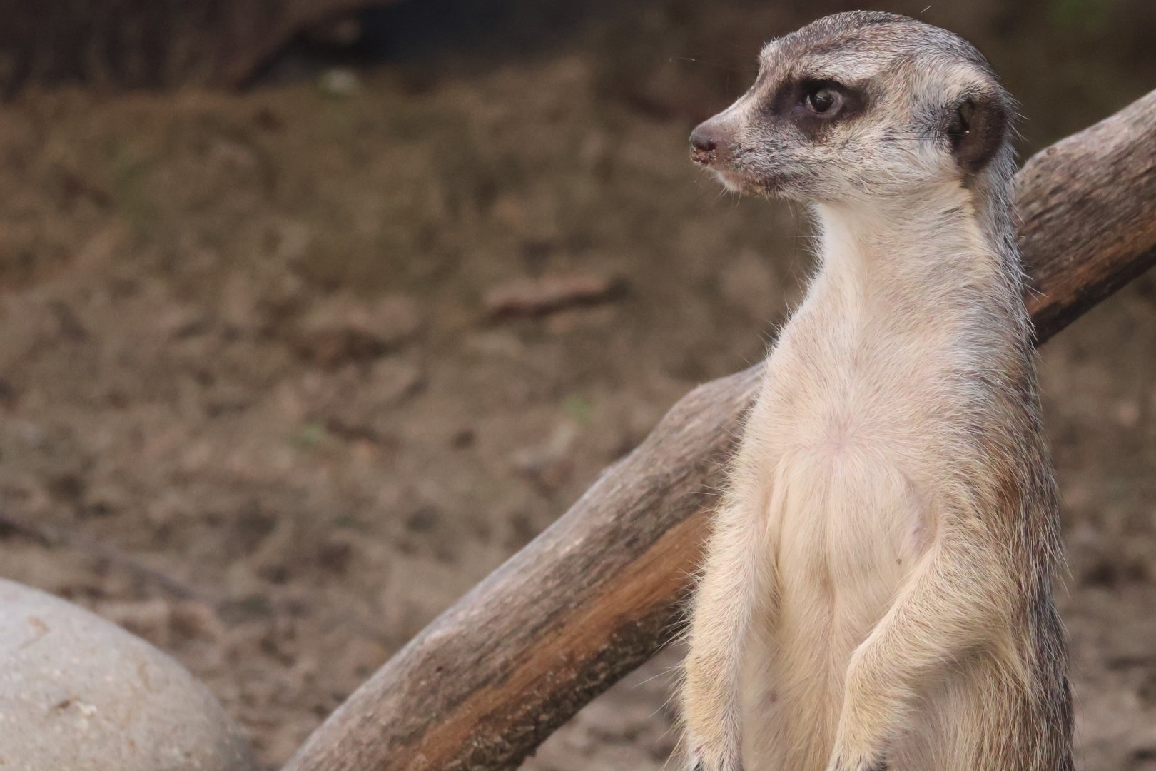 Meerkat