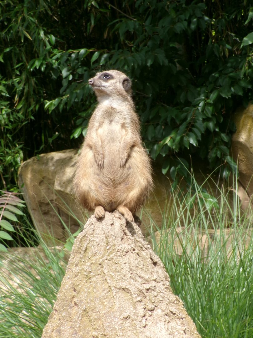 Meerkat
