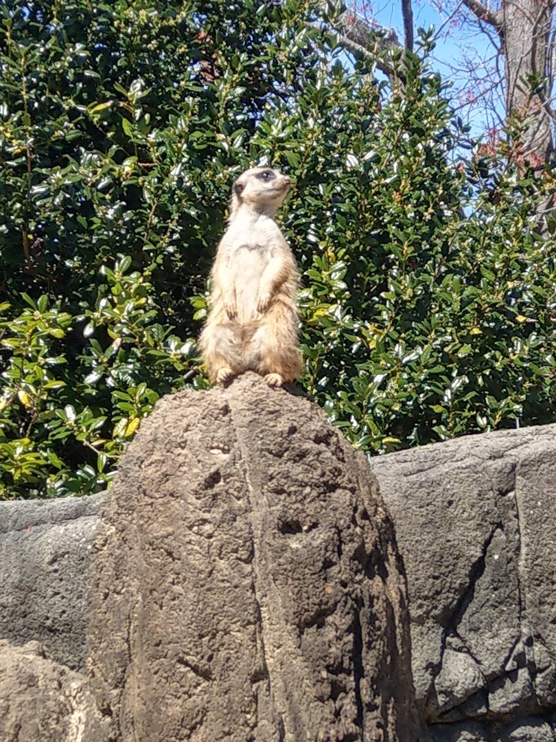 Meerkat