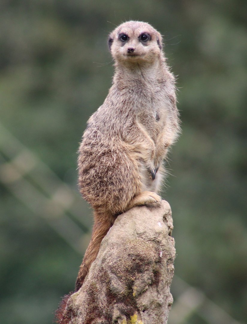 Meerkat