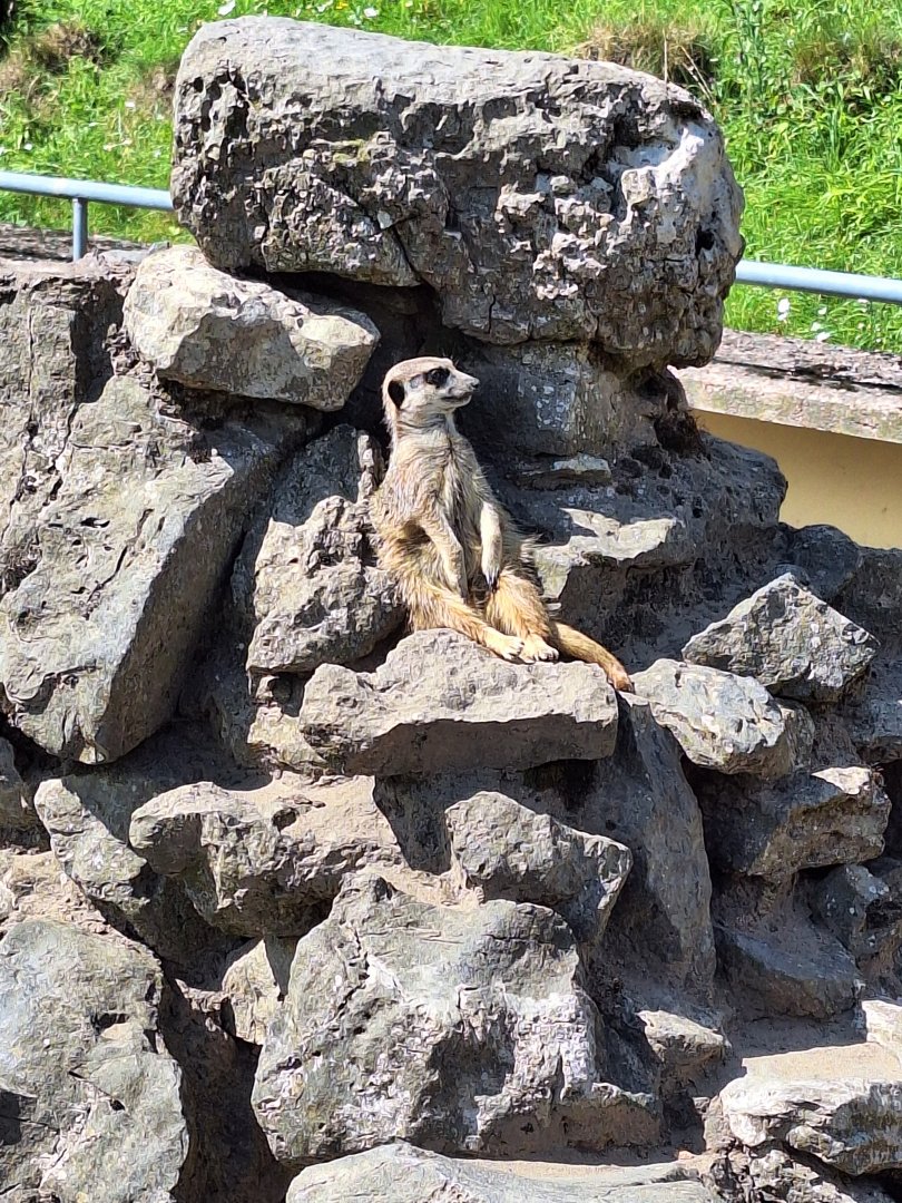Meerkat