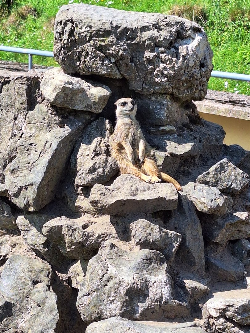 Meerkat