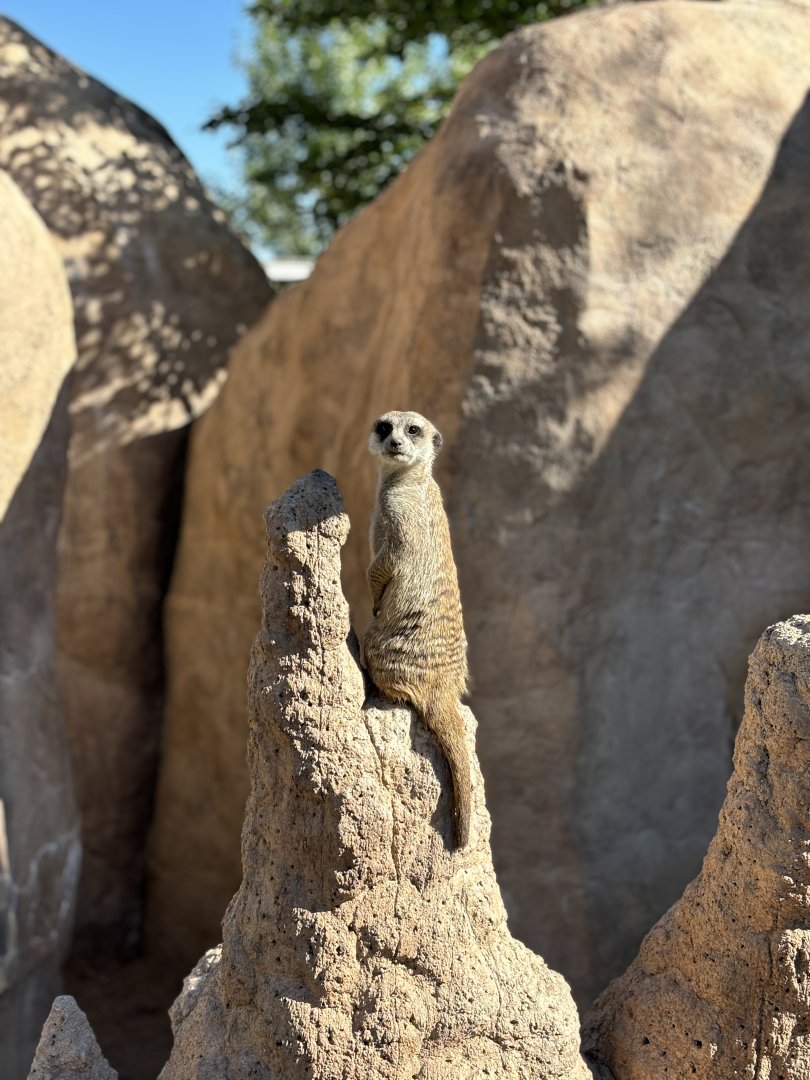 Meerkat