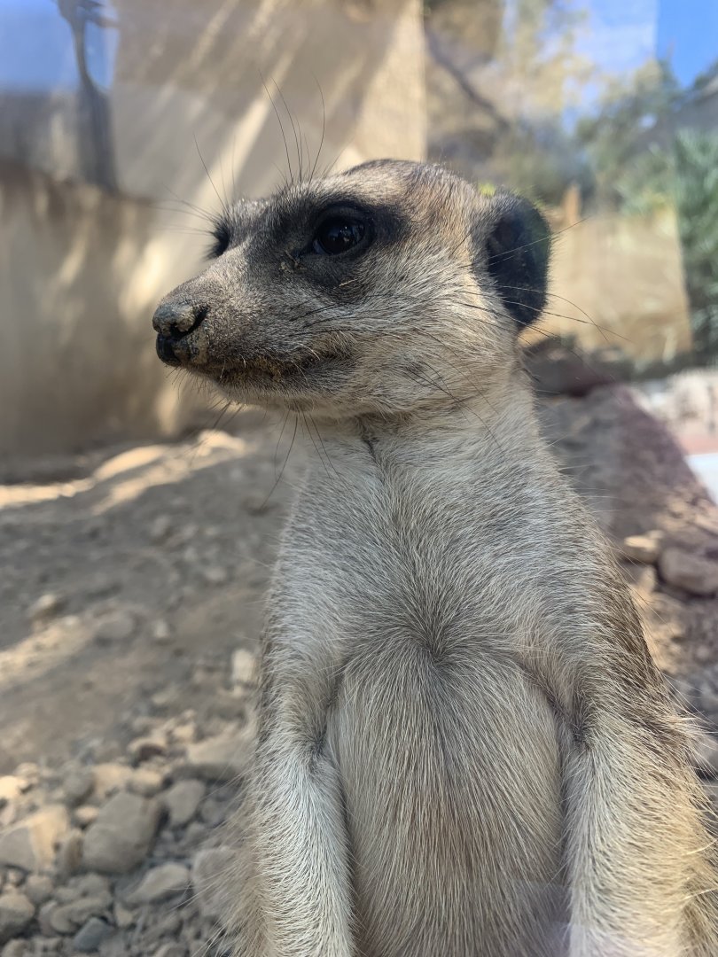 Meerkat