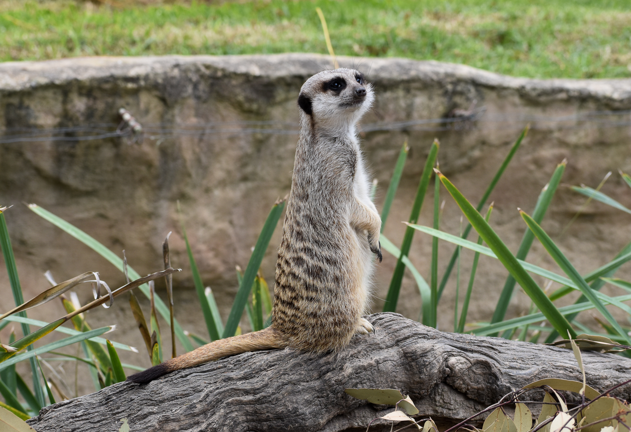 Meerkat