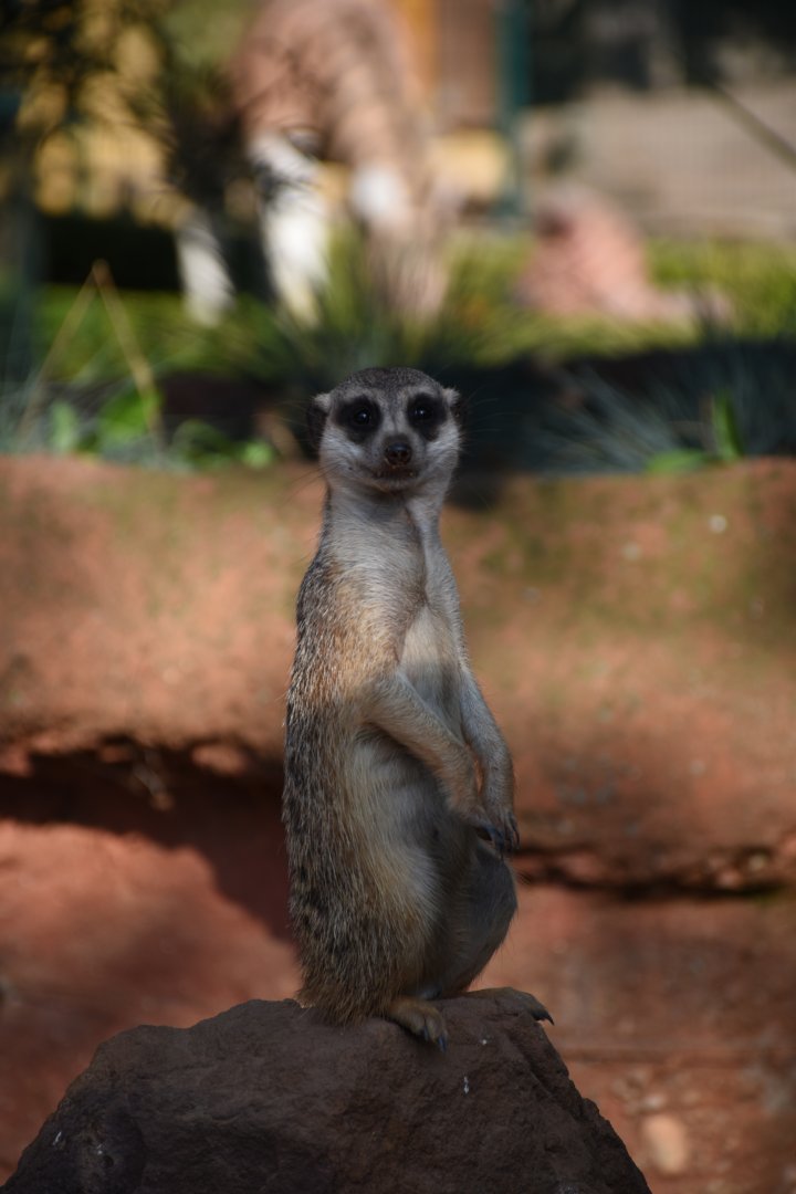 Meerkat