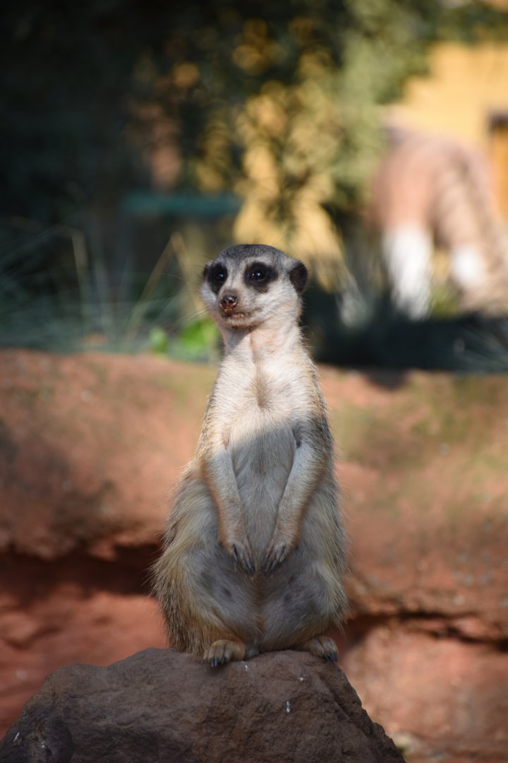 Meerkat