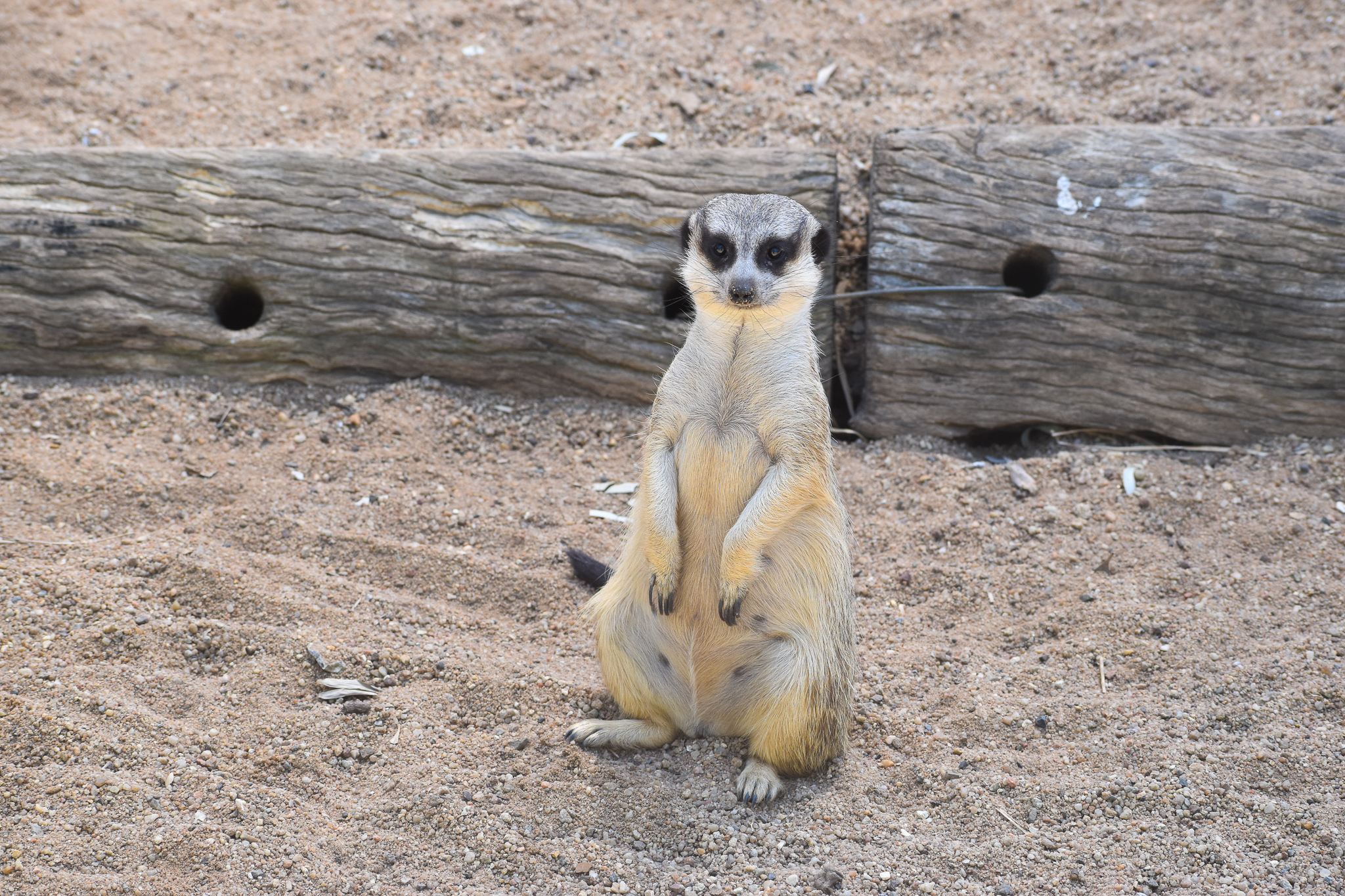 Meerkat