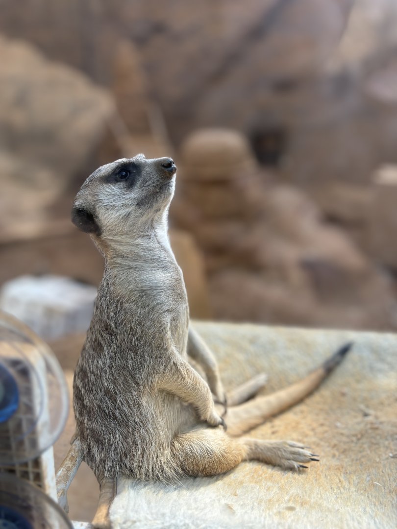 Meerkat