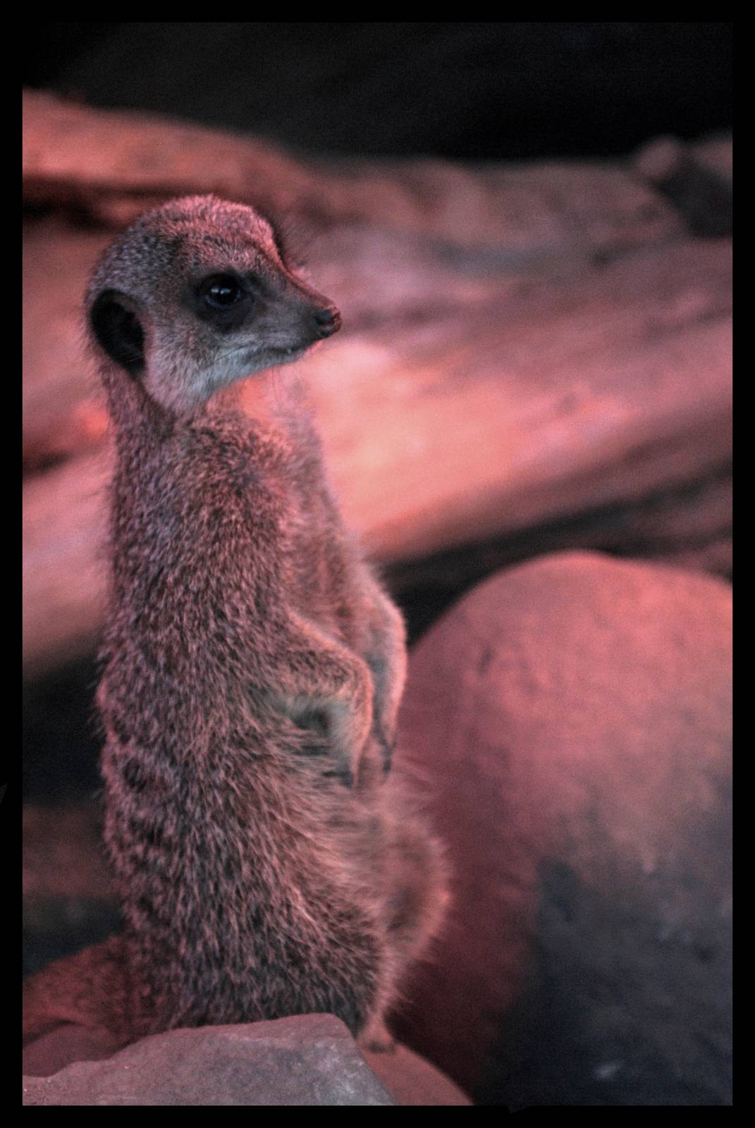 meerkat