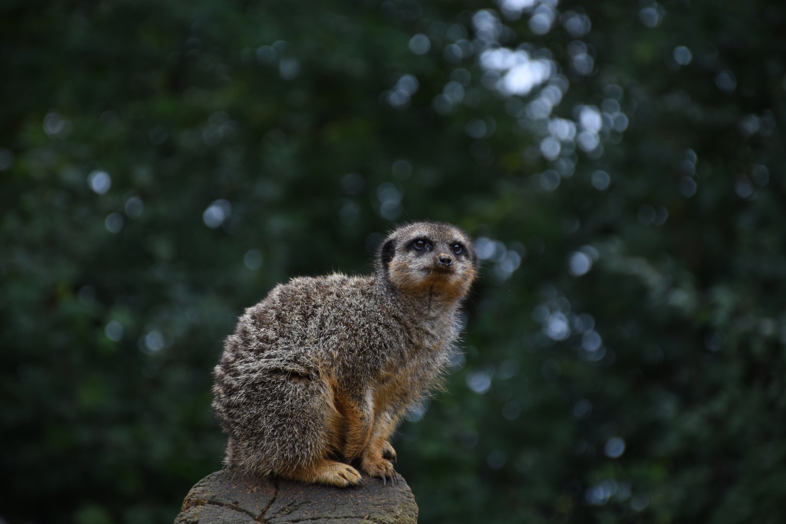 Meerkat