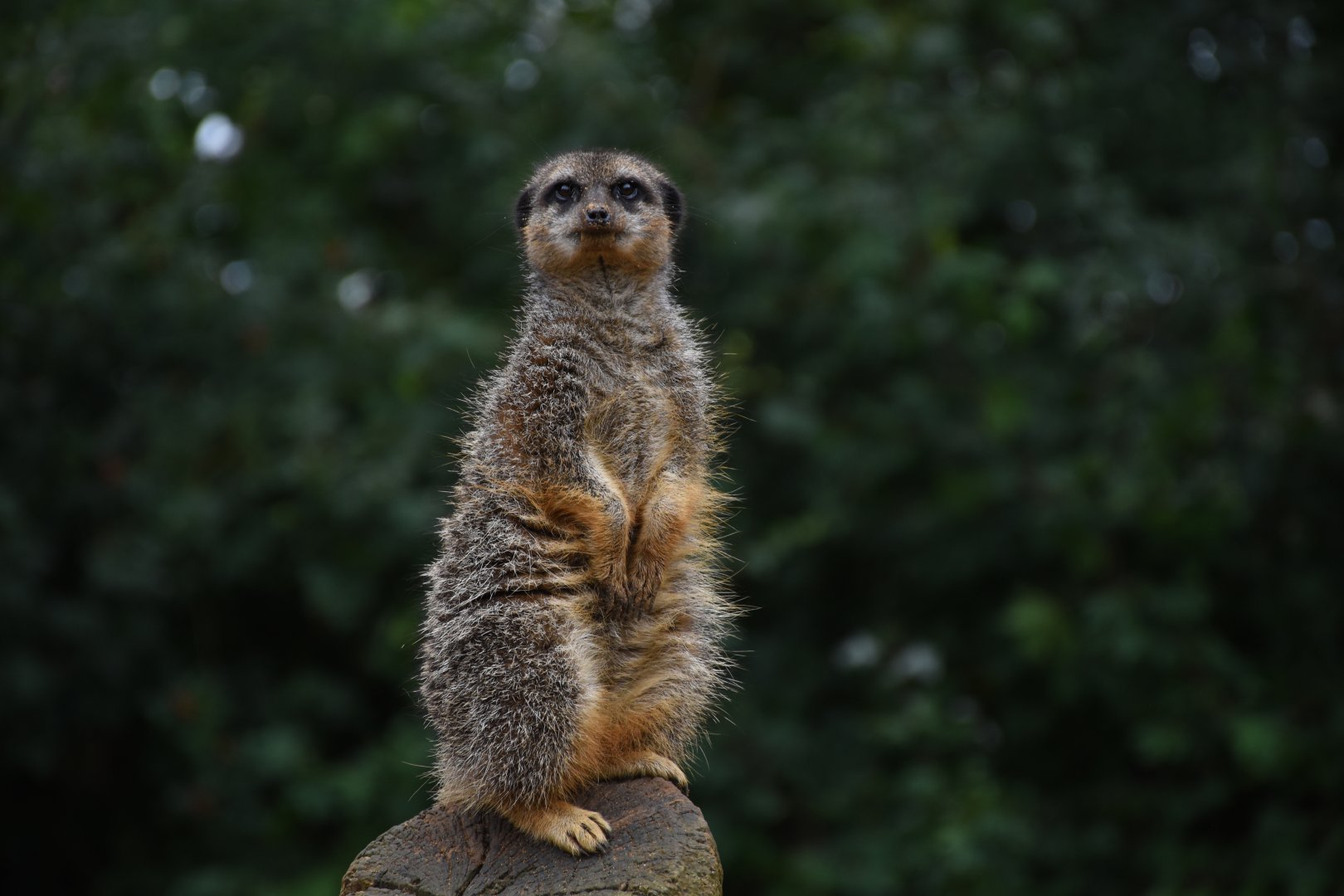 Meerkat