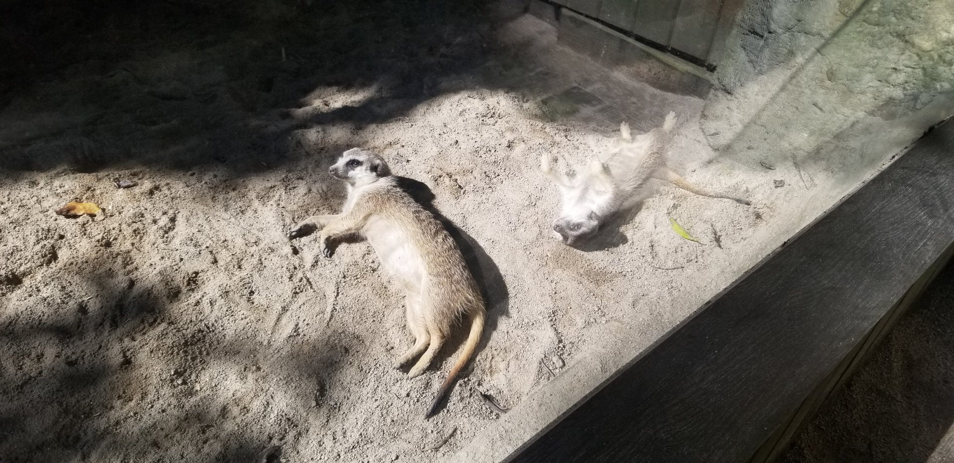 Meerkat