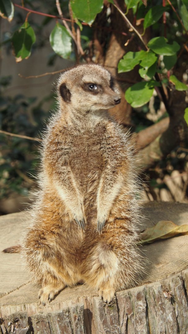 Meerkat