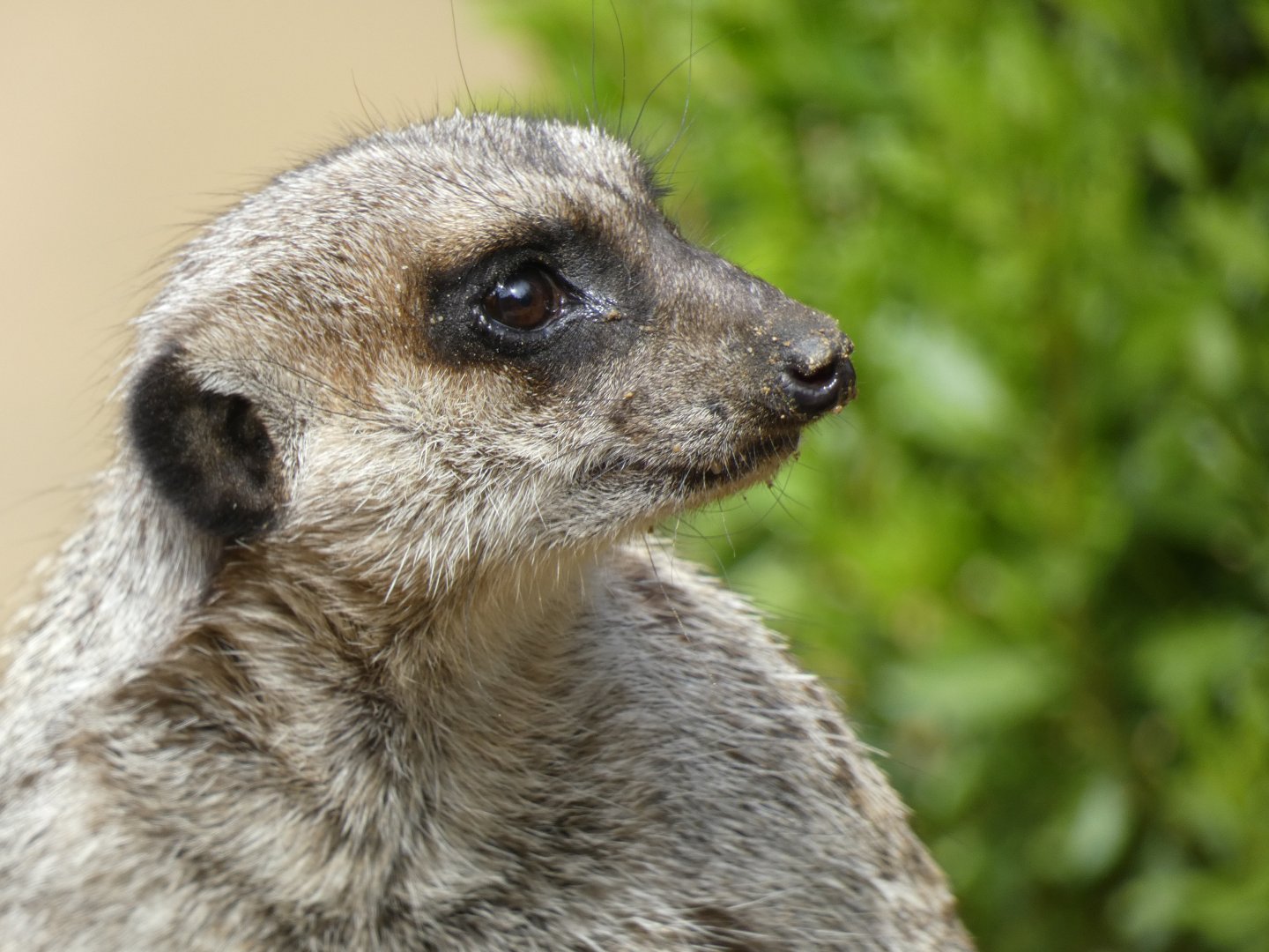 Meerkat