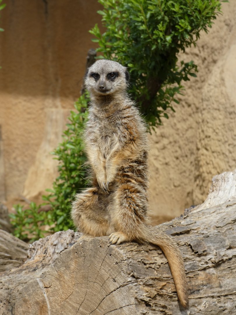 Meerkat