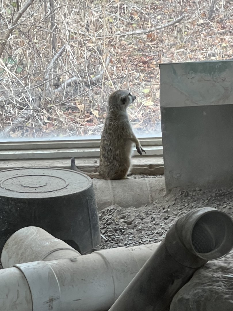 Meerkat