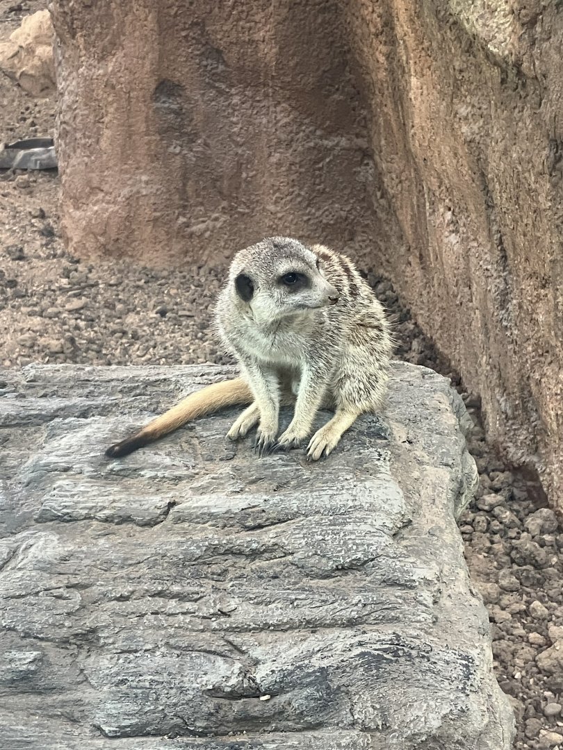 Meerkat