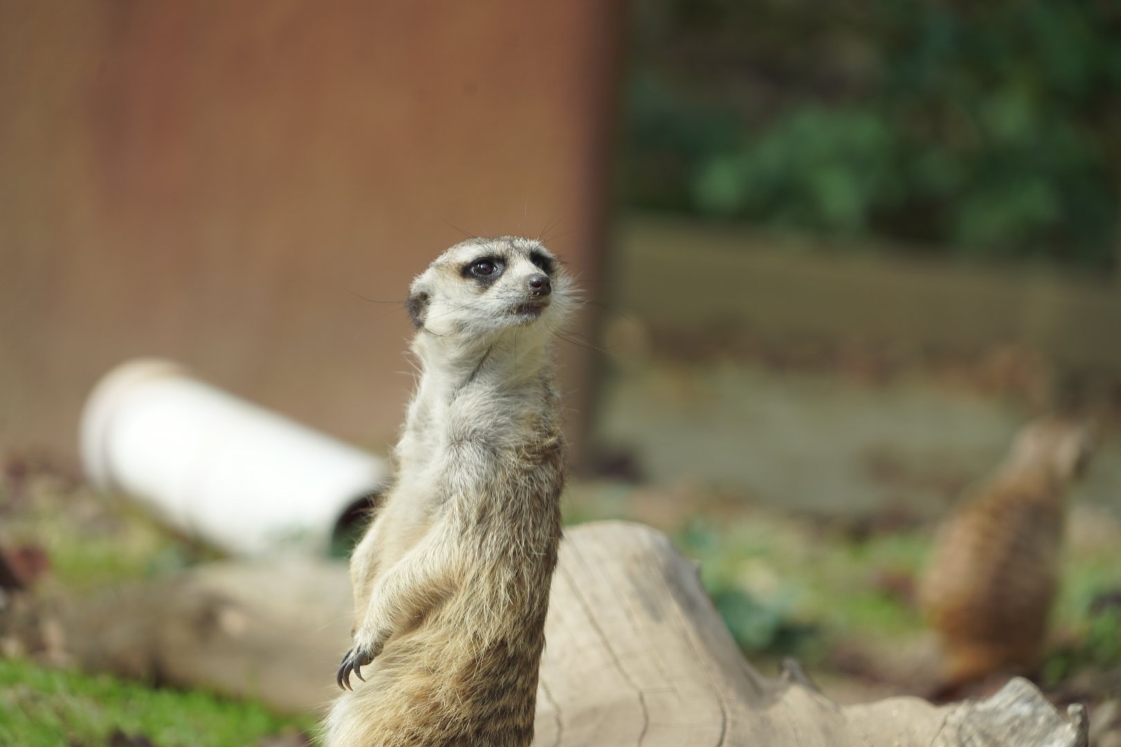Meerkat