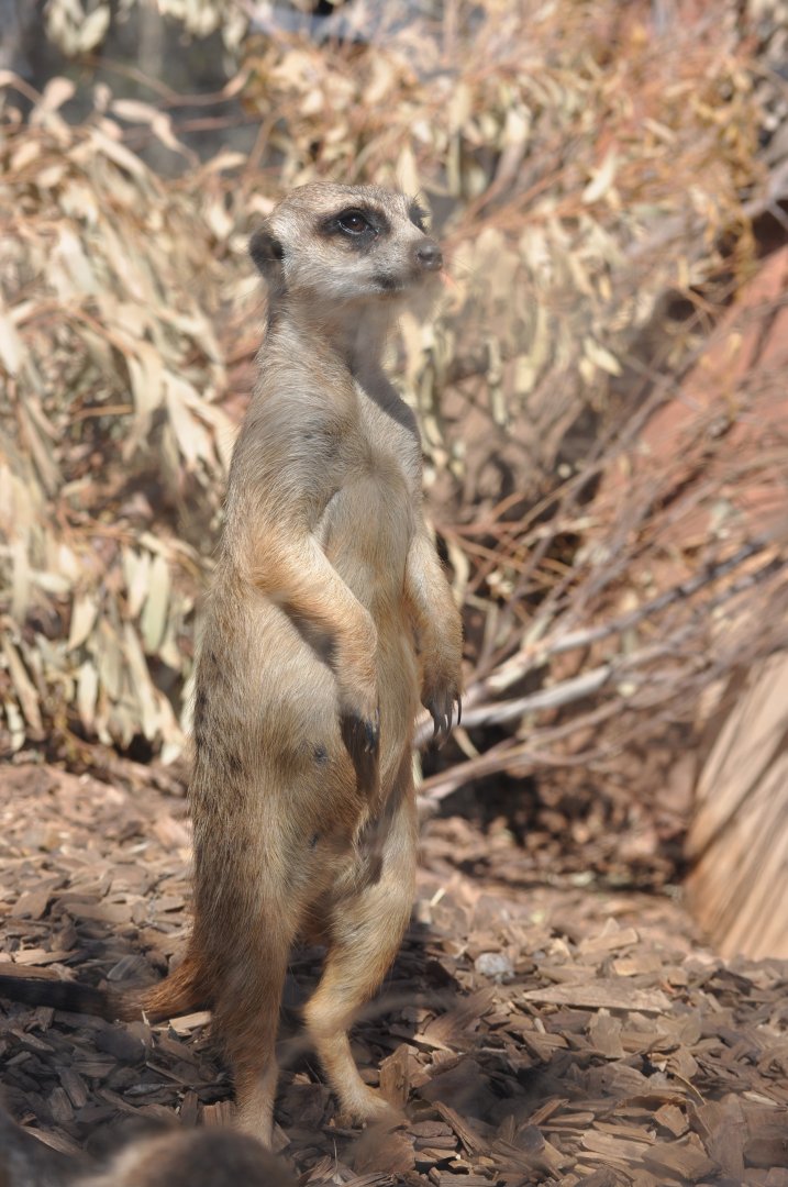 Meerkat