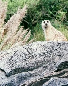 Meerkat