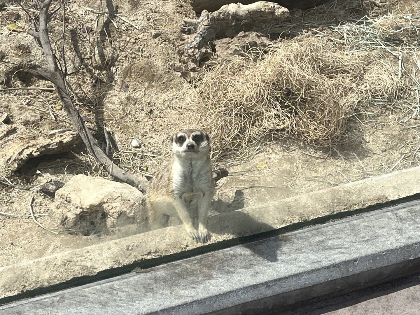 Meerkat