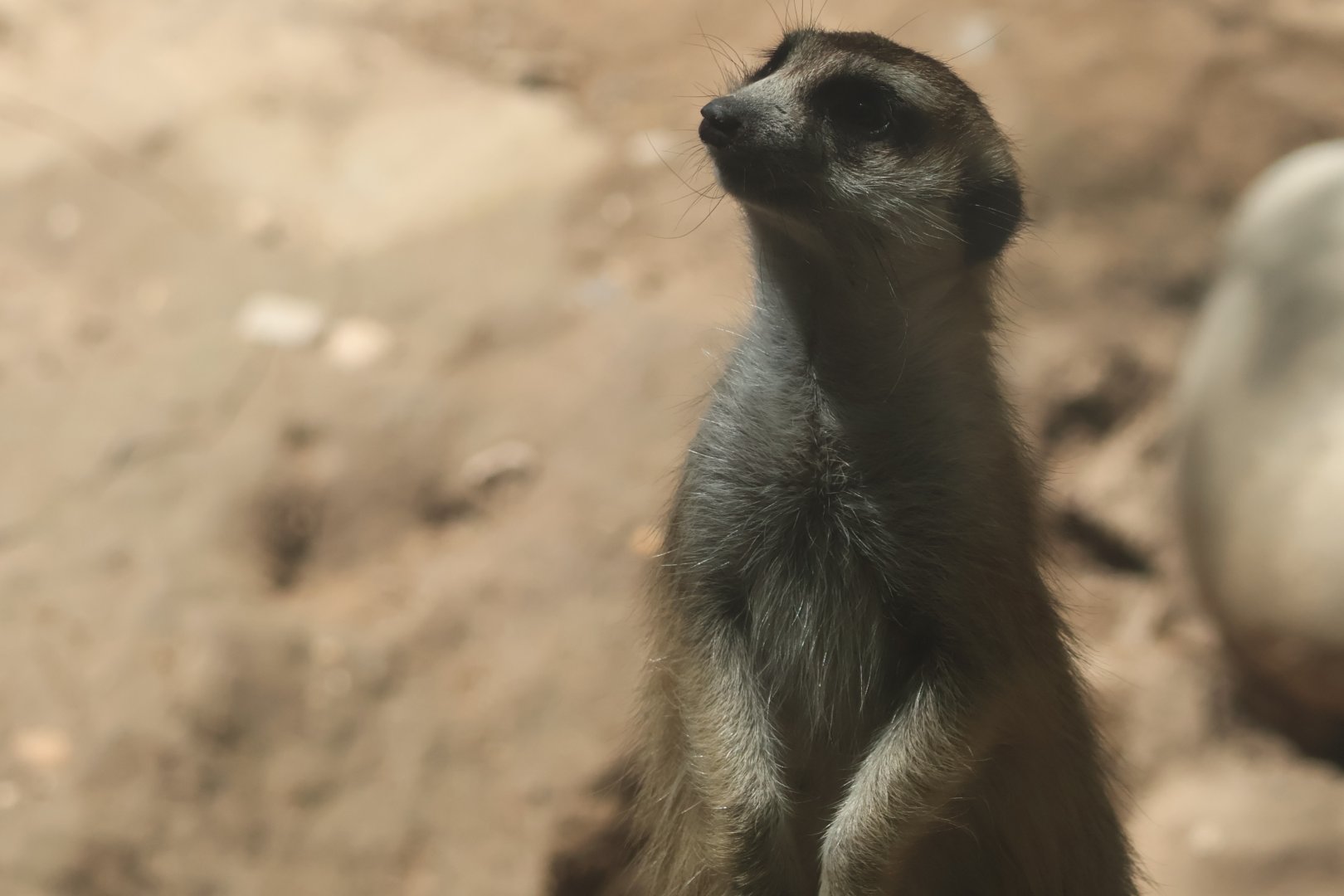 Meerkat