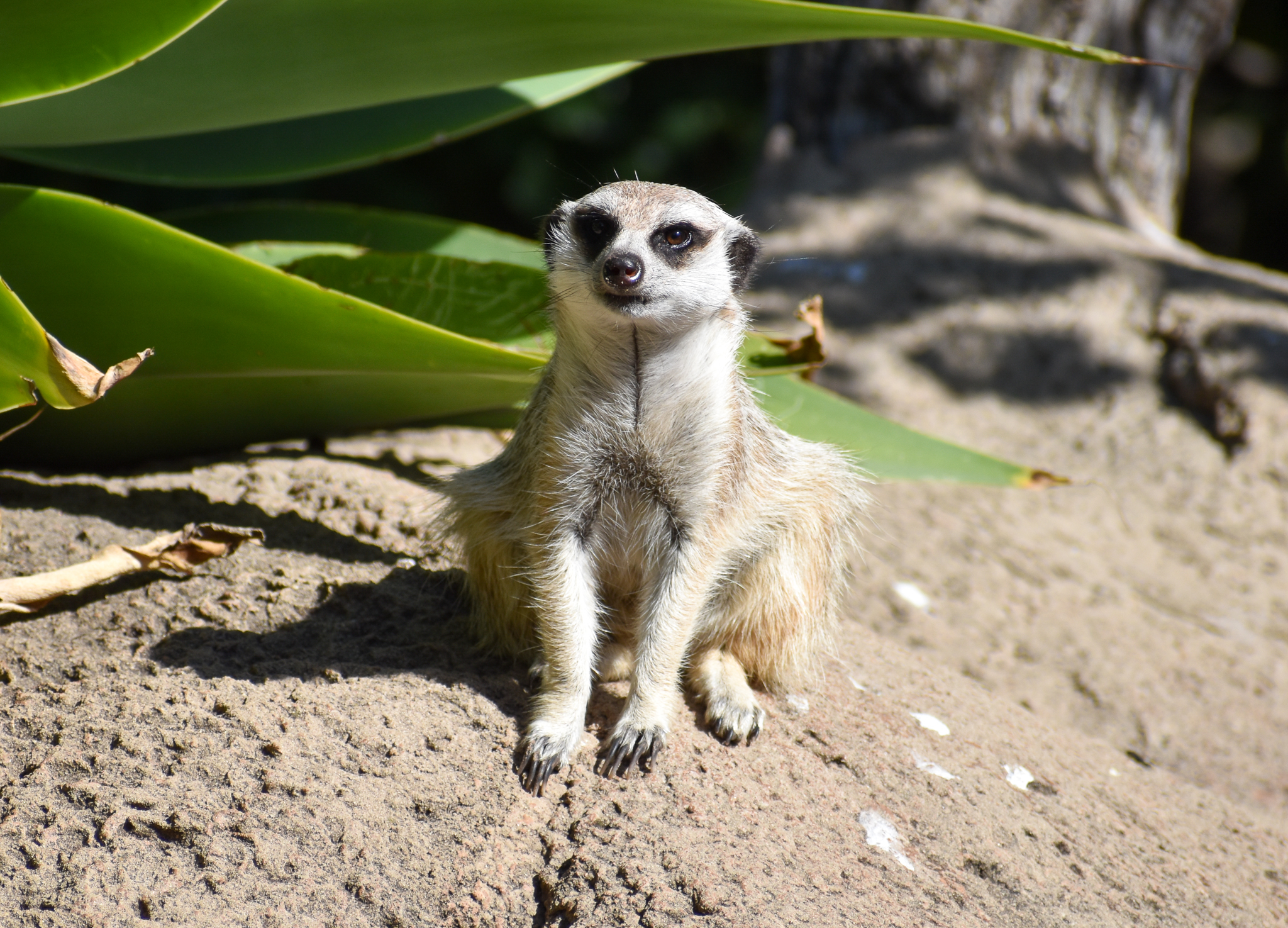 Meerkat