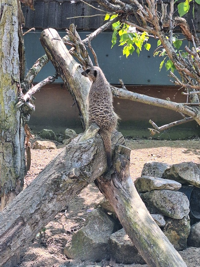 Meerkat