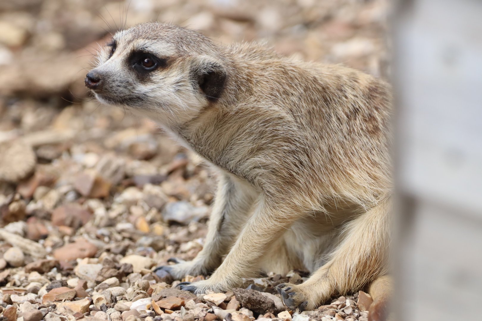 Meerkat
