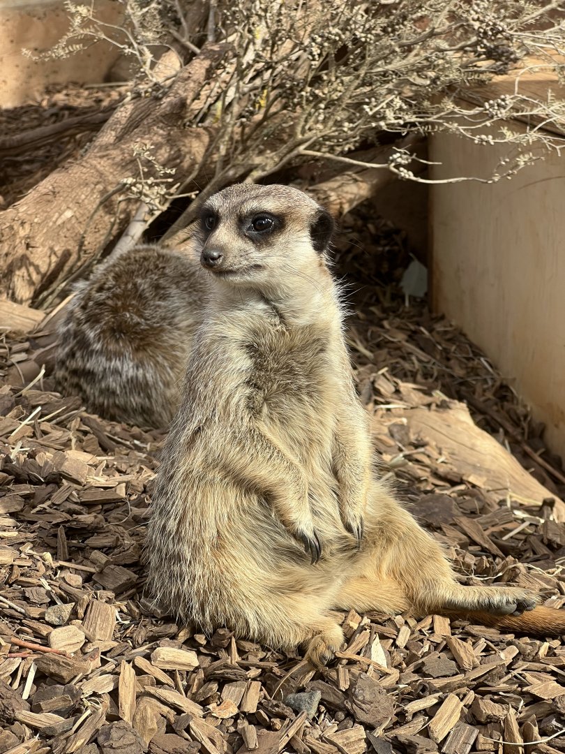 Meerkat