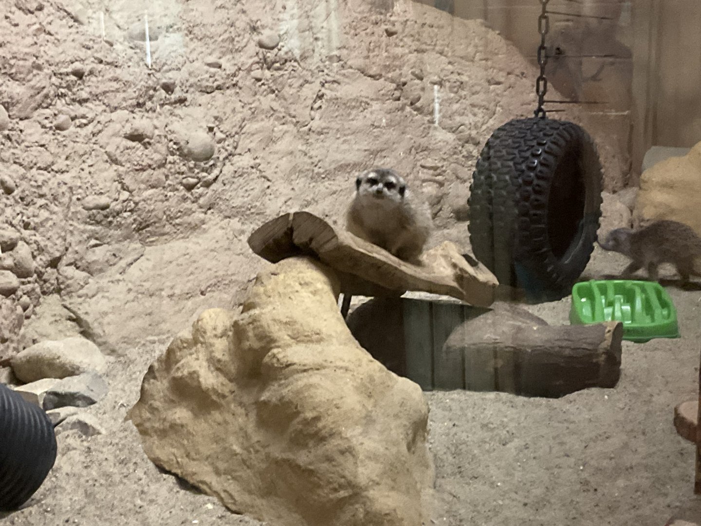 Meerkat