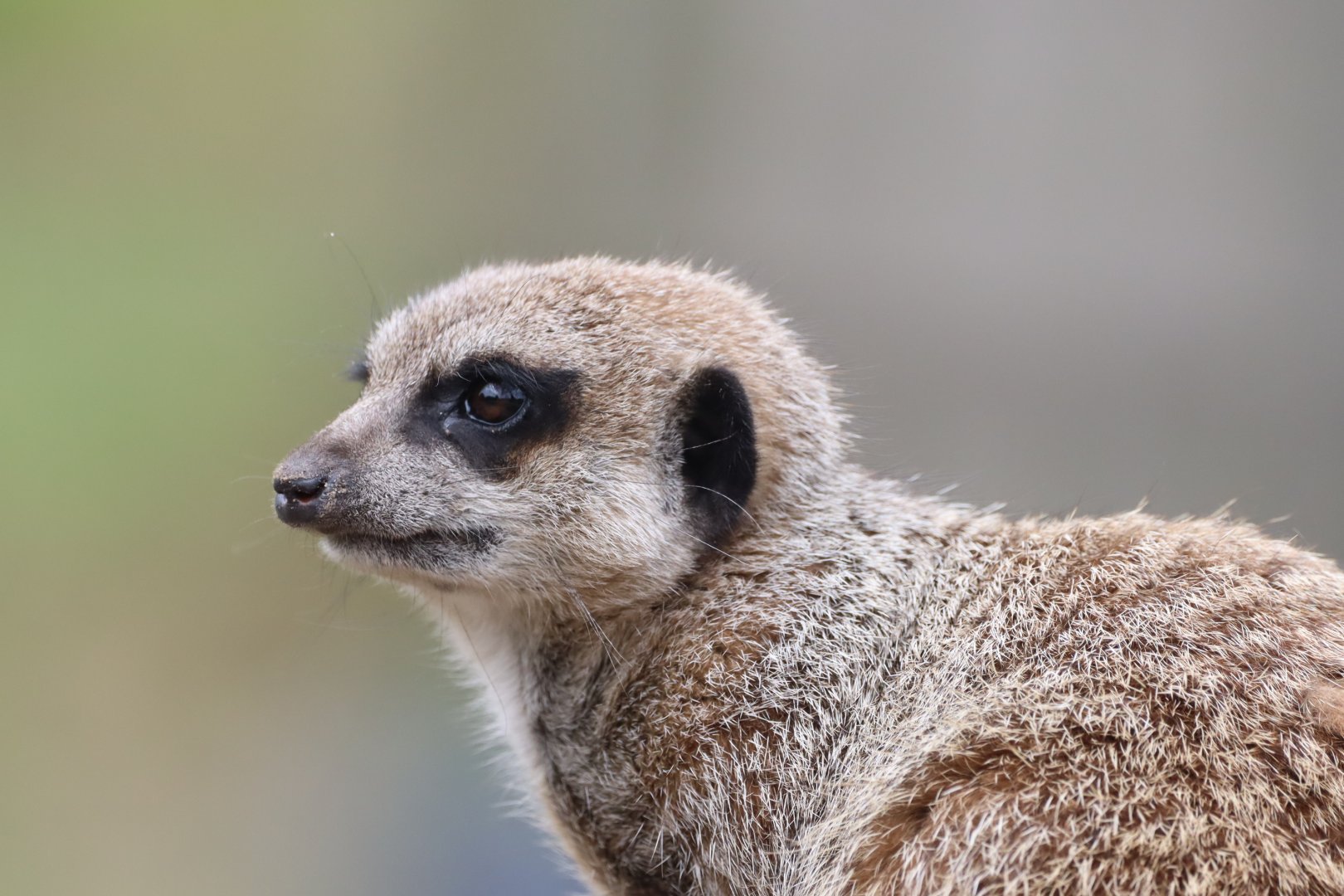 Meerkat