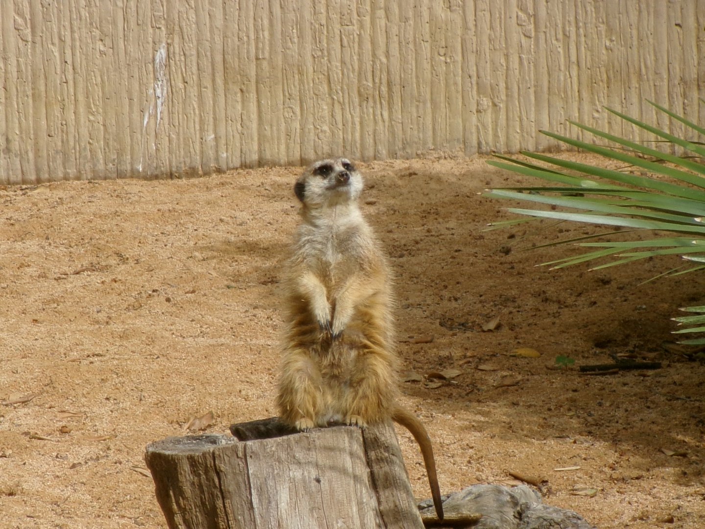 Meerkat