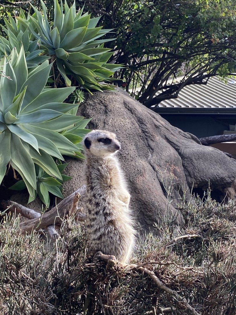 Meerkat