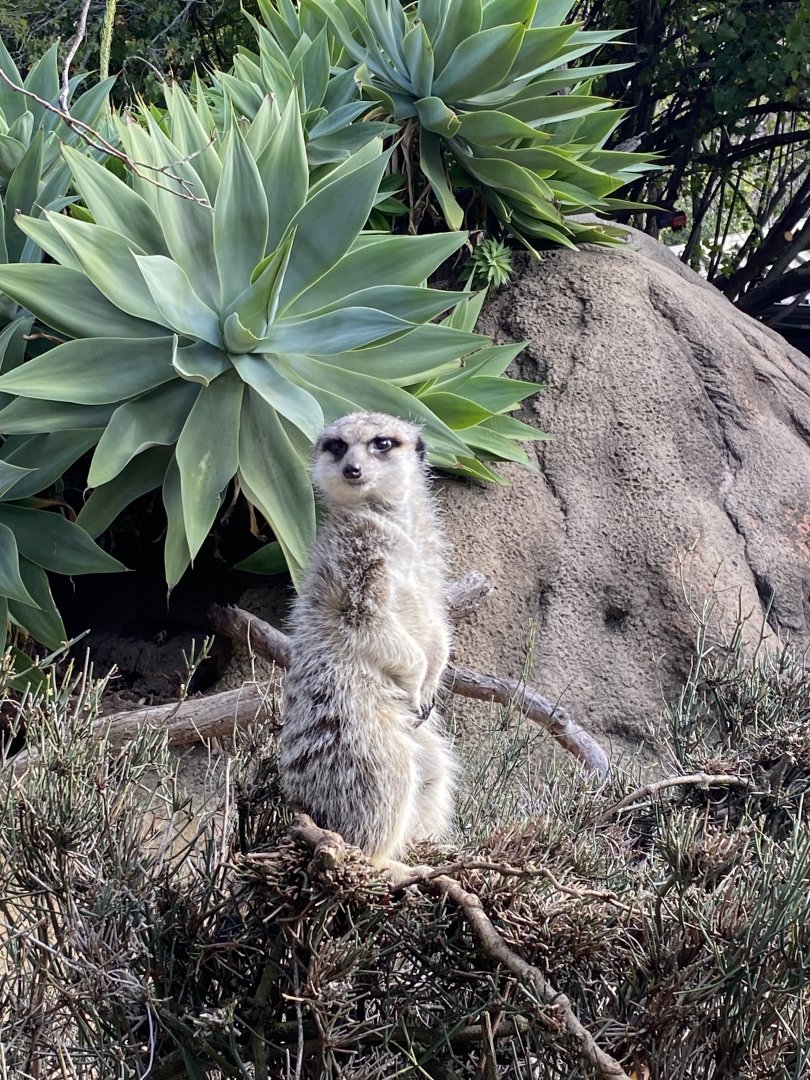 Meerkat