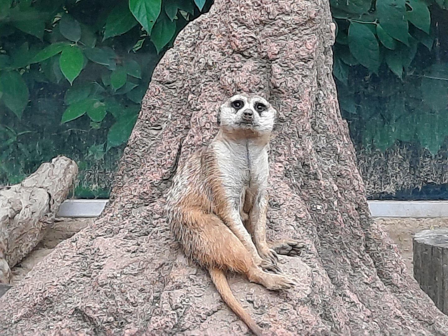 Meerkat