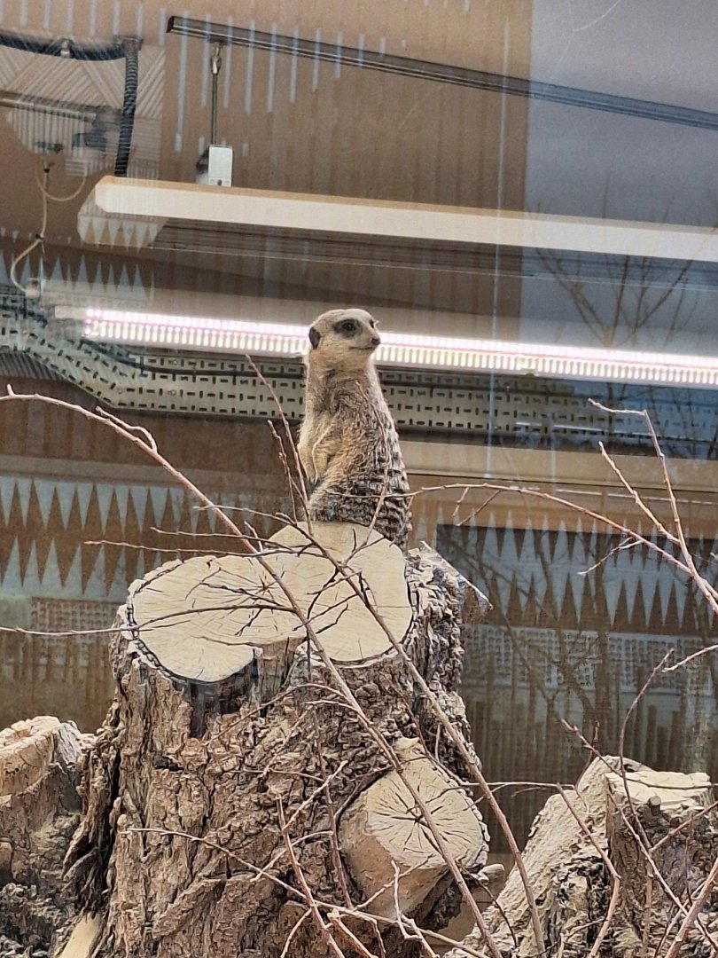 Meerkat