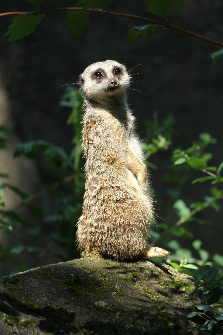 Meerkat