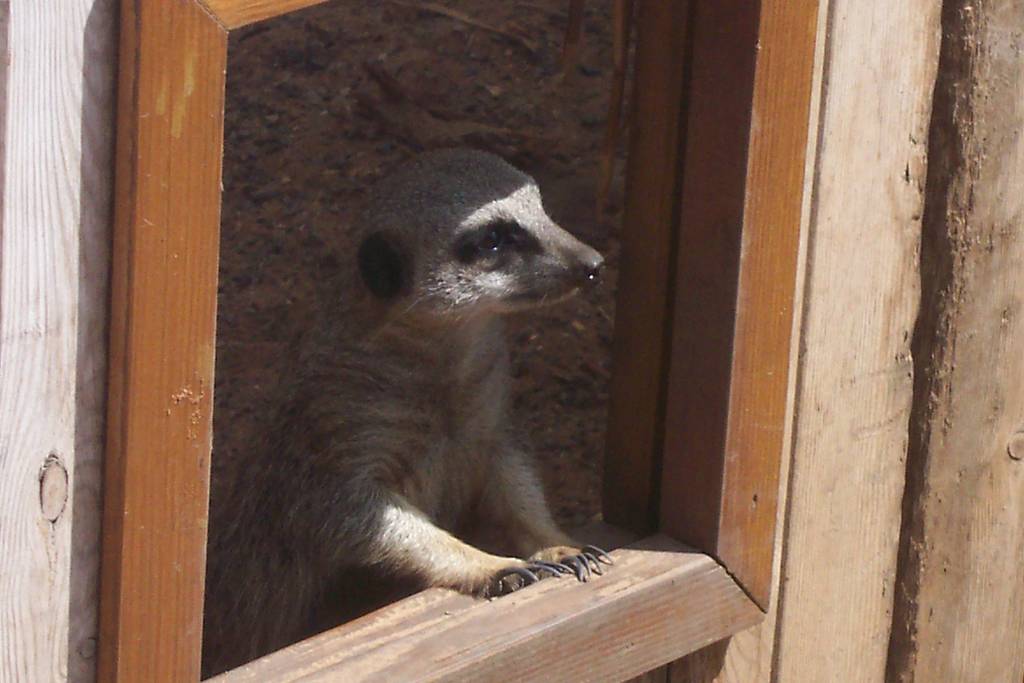 Meerkat