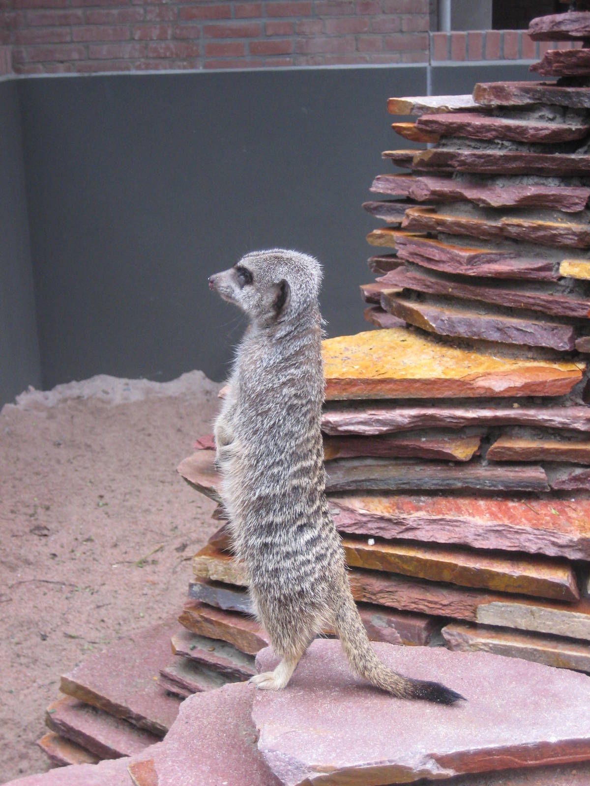 Meerkat