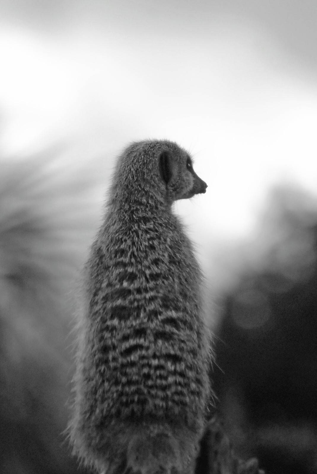 Meerkat