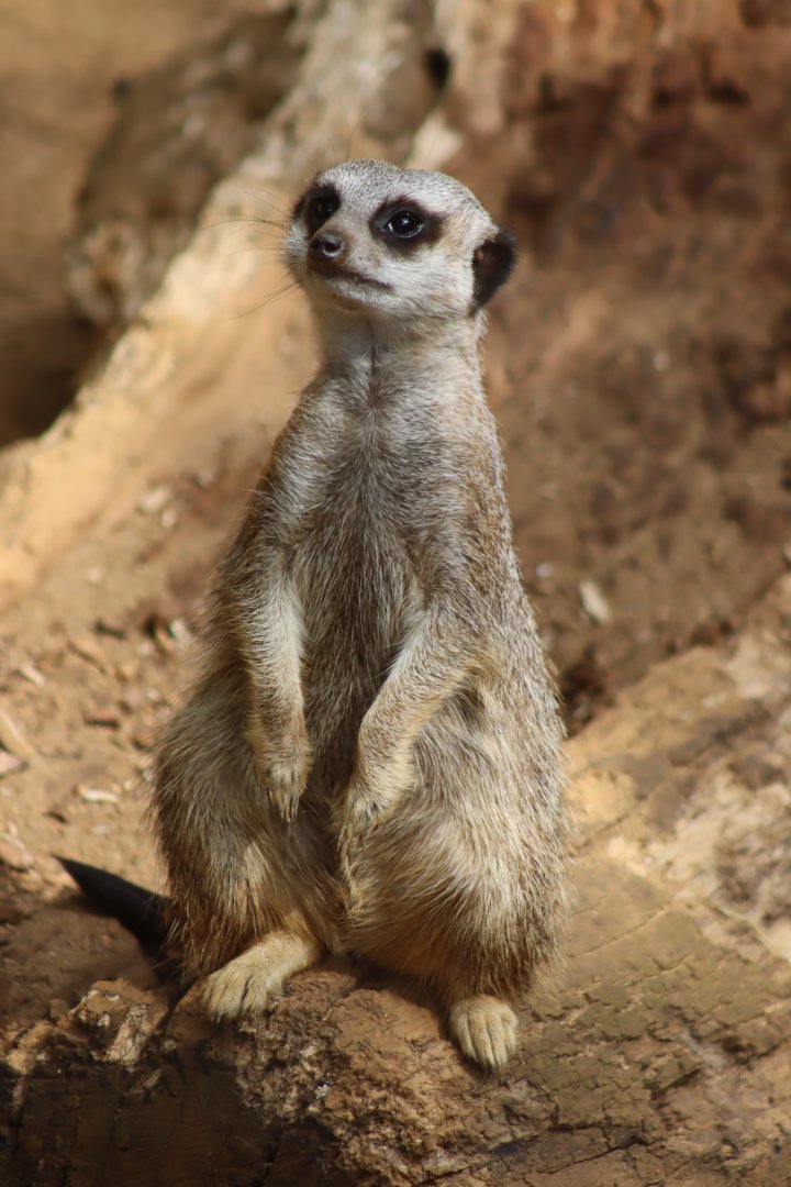 Meerkat