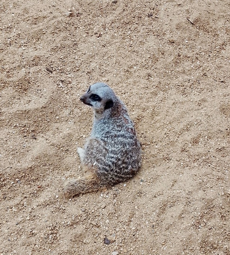 Meerkat