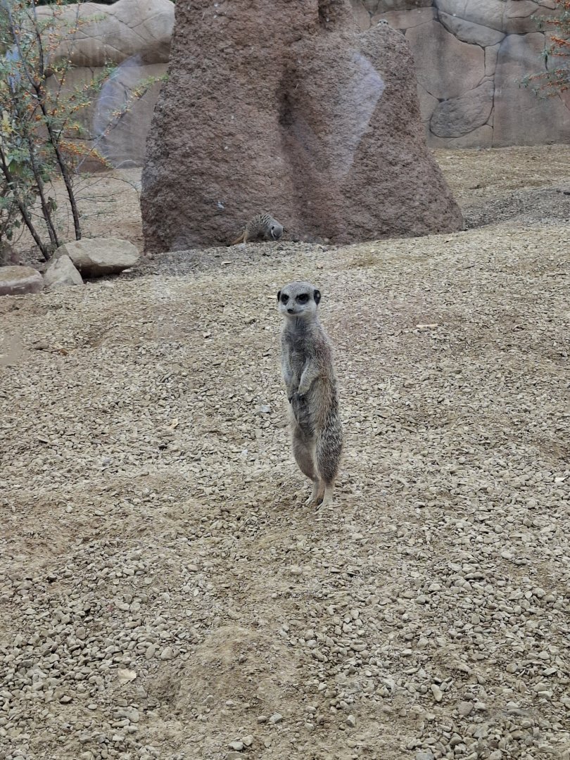 Meerkat