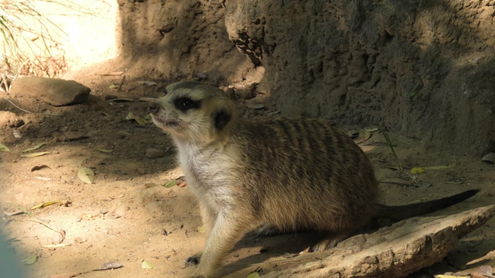 Meerkat