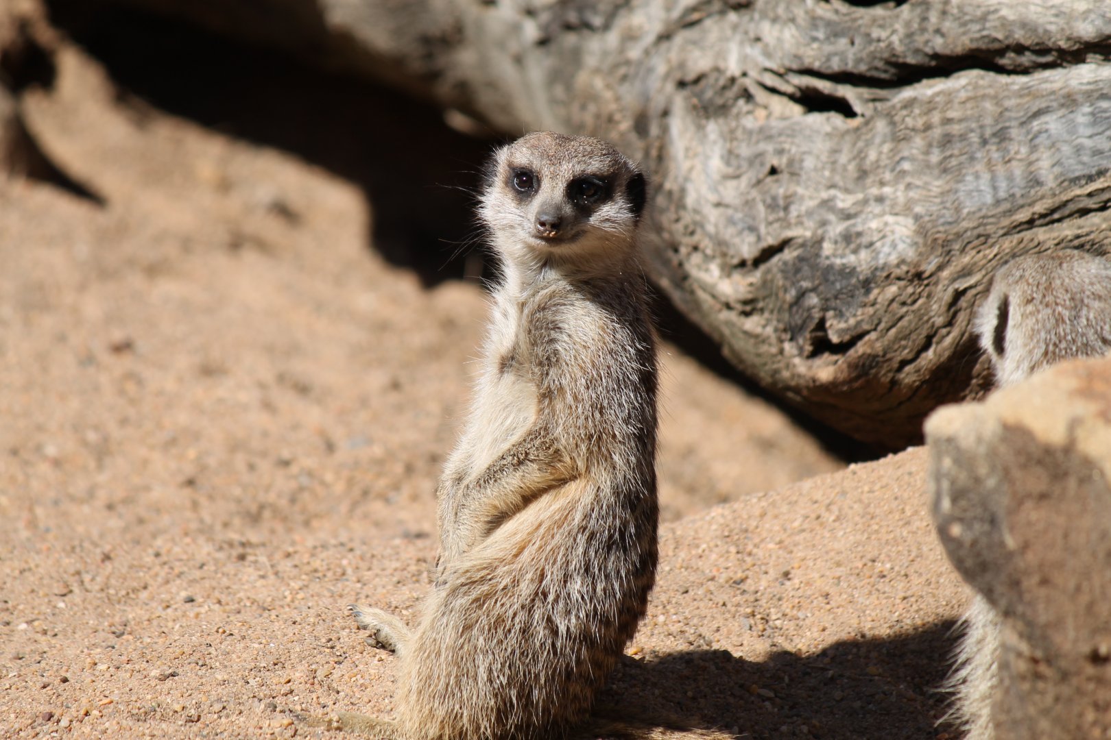 Meerkat