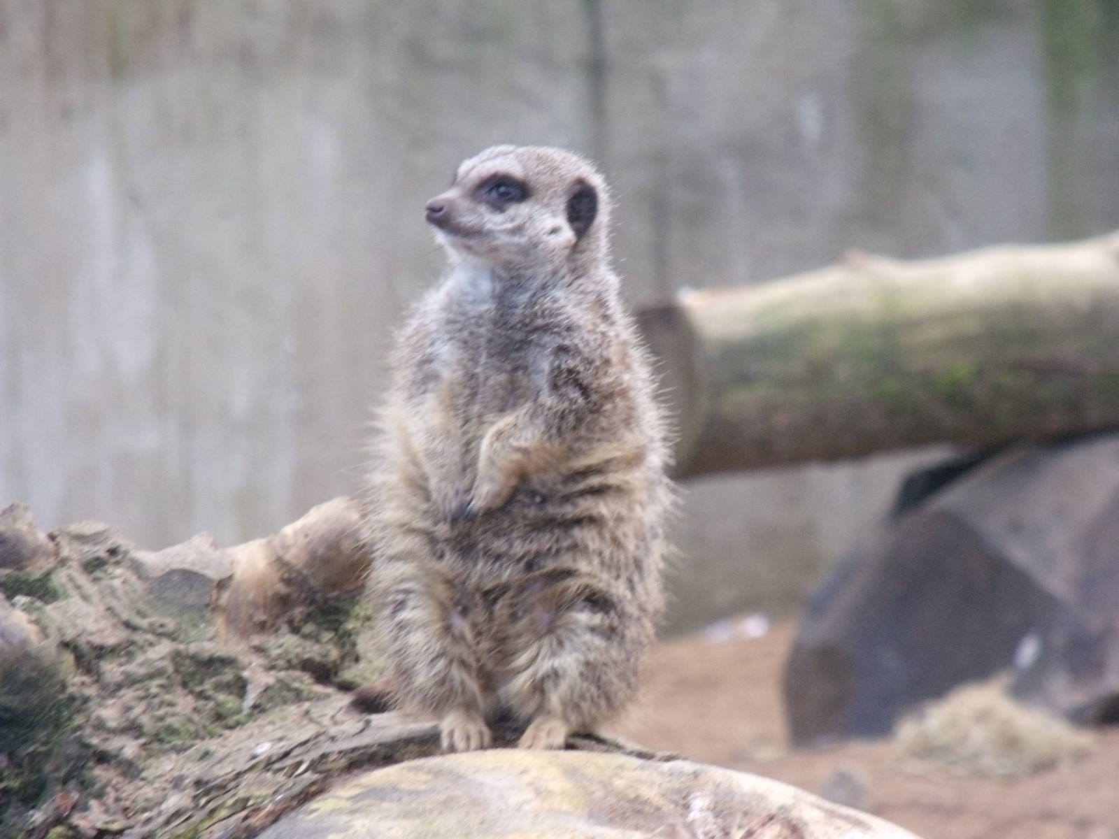Meerkat