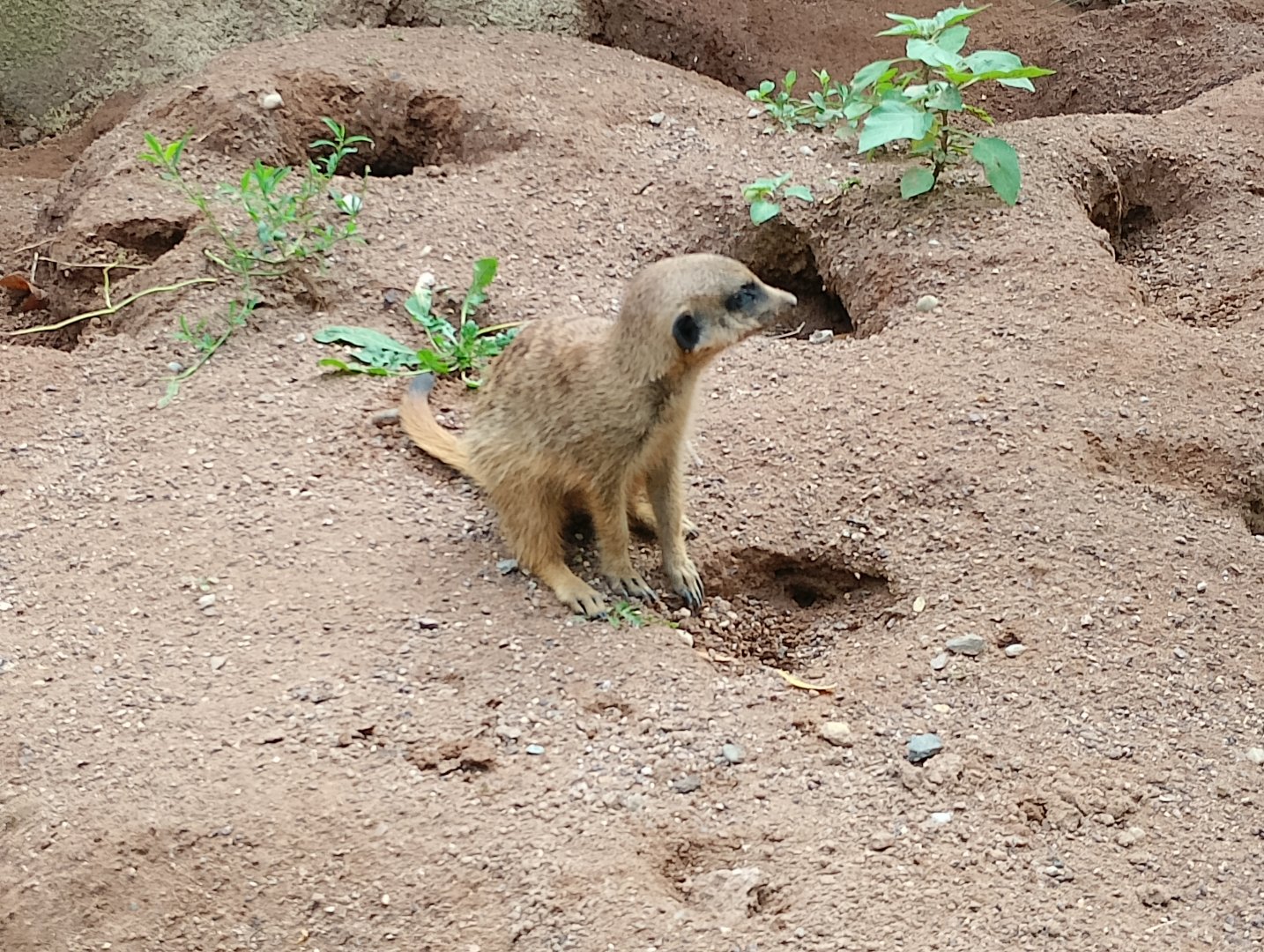 Meerkat