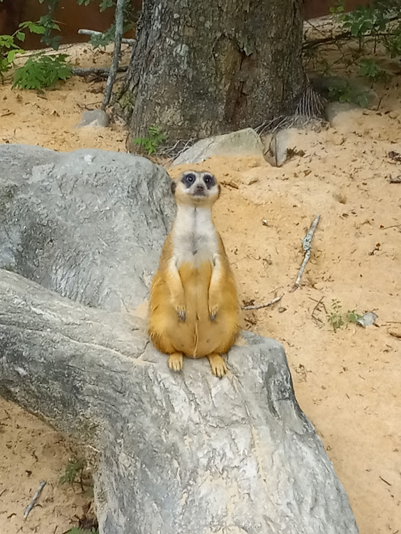 Meerkat